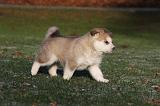 ALASKAN MALAMUTE 627